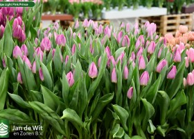 Tulipa Light Pink Prince ® (2)